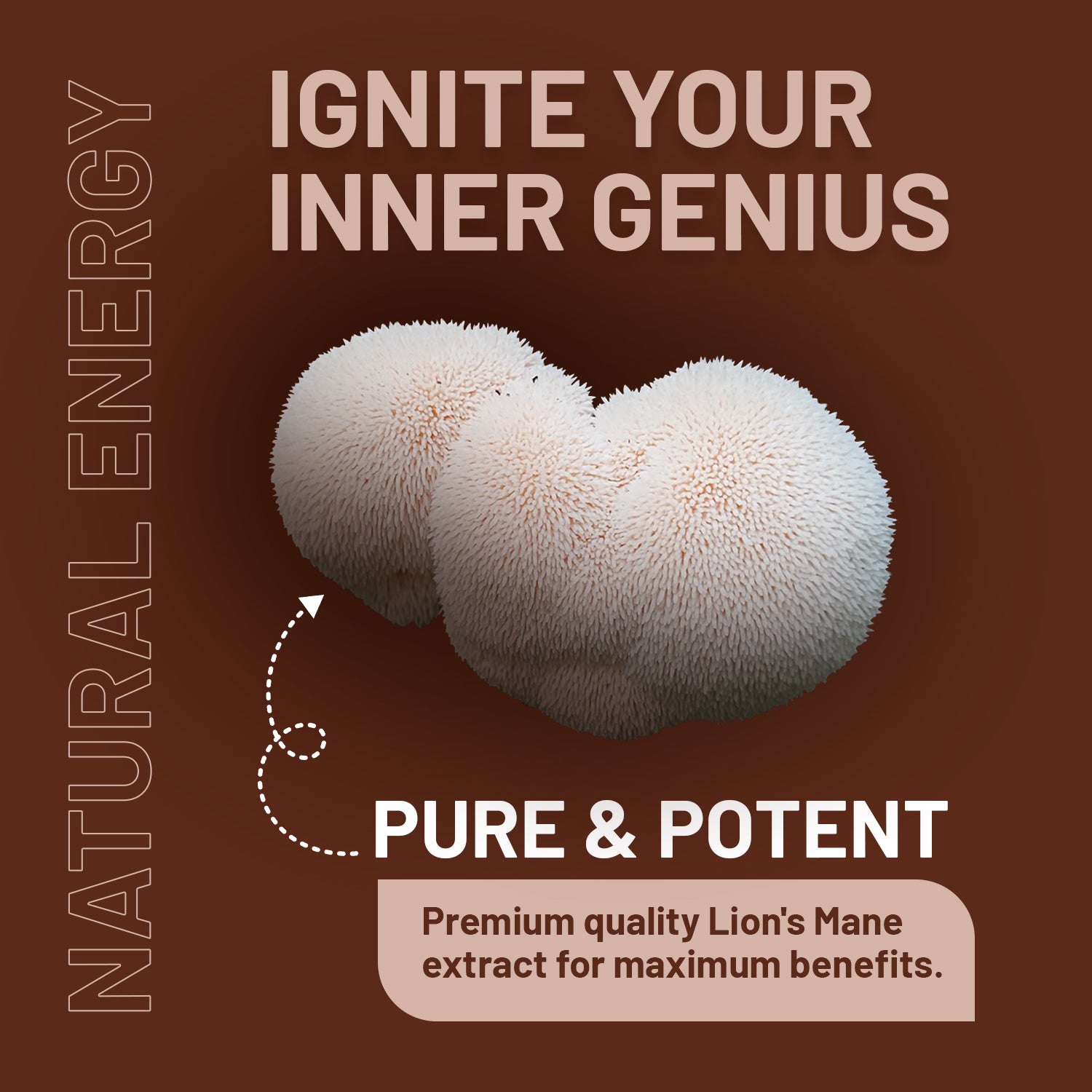 Lions Mane Mushroom supplement capsules with Vitamin B and Black Pepper by Prowise Healthcare on a wooden surface.